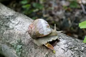 Zahradní Oblouk